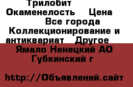 Трилобит Asaphus. Окаменелость. › Цена ­ 300 - Все города Коллекционирование и антиквариат » Другое   . Ямало-Ненецкий АО,Губкинский г.